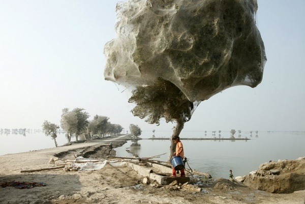 Как пауки спасают Пакистан (+6 фото)